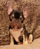 Additional photos: French bulldog