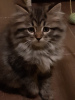 Additional photos: Siberian kitten Neo