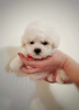 Additional photos: Bichon Frieze puppy for sale