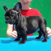 Photo №2 to announcement № 124794 for the sale of french bulldog - buy in Austria 