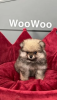 Photo №2 to announcement № 27676 for the sale of pomeranian - buy in Cyprus 