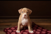 Additional photos: Elite American Bully puppies