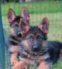 Photo №4. I will sell german shepherd in the city of Loznica. breeder - price - 317$
