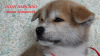 Additional photos: Akita Inu Puppies