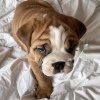 Photo №2 to announcement № 65727 for the sale of english bulldog - buy in Norway private announcement, from nursery