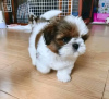 Photo №1. shih tzu - for sale in the city of Sydney | negotiated | Announcement № 71716