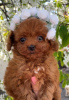 Additional photos: Cute Toy Poodle Puppies with pedigree for sale to loving homes