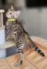 Photo №3. Adorable bengal kittens available now for sale. New Zealand