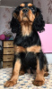 Photo №4. I will sell cavalier king charles spaniel in the city of Kaluga. private announcement - price - 1302$