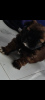 Photo №4. I will sell shih tzu in the city of Zhytomyr. private announcement, breeder - price - 500$