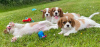 Photo №1. cavalier king charles spaniel - for sale in the city of Мёнхенгладбах | negotiated | Announcement № 32223