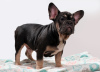Photo №1. french bulldog - for sale in the city of Warsaw | 1649$ | Announcement № 12817