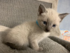 Photo №1. siamese cat - for sale in the city of Sydney | 264$ | Announcement № 71721