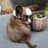 Photo №1. chihuahua - for sale in the city of Lexington | 350$ | Announcement № 110089