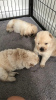 Photo №1. chow chow - for sale in the city of Abraham | 370$ | Announcement № 29257