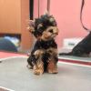Photo №4. I will sell yorkshire terrier in the city of Гамбург. private announcement - price - 280$