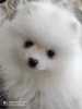 Photo №2 to announcement № 8430 for the sale of pomeranian - buy in Russian Federation from nursery
