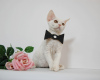 Photo №3. Male Devon Rex. United States