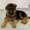Photo №1. german shepherd - for sale in the city of Tbilisi | negotiated | Announcement № 71101