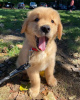 Photo №2 to announcement № 99510 for the sale of golden retriever - buy in Germany private announcement