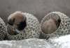 Photo №2 to announcement № 96065 for the sale of pug - buy in Germany private announcement