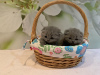 Additional photos: Healthy Scottish Fold kittens for sale