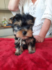 Photo №1. yorkshire terrier - for sale in the city of Dalarö | Is free | Announcement № 119294