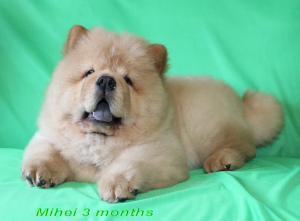 Photo №2 to announcement № 2217 for the sale of chow chow - buy in Belarus private announcement