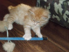 Photo №4. I will sell maine coon in the city of Berlin. private announcement, from nursery - price - 475$