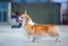 Photo №4. I will sell welsh corgi in the city of Khabarovsk. from nursery, breeder - price - 1$
