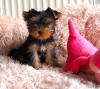 Photo №1. yorkshire terrier - for sale in the city of Ołomuniec | 475$ | Announcement № 123696