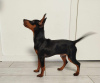 Photo №3. Zwergpincher puppies - males from Tallinn excellent pedigrees, socialized and. Estonia