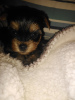 Additional photos: Miniature Yorkie puppies.