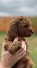 Photo №2 to announcement № 75332 for the sale of poodle (dwarf) - buy in Serbia breeder