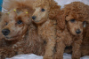 Photo №1. poodle (toy) - for sale in the city of White church | 801$ | Announcement № 10664