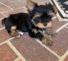 Photo №3. Adorable,friendly and playful classic, pure yorkshire terrier. Only for people. United States