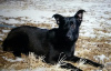 Photo №2 to announcement № 7929 for the sale of non-pedigree dogs - buy in Russian Federation private announcement