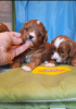 Photo №2 to announcement № 36743 for the sale of maltipu - buy in Estonia breeder