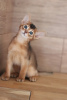Additional photos: Abyssinian kittens of wild and sorrel color