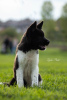 Additional photos: American Akita puppies