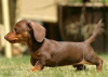 Photo №1. dachshund - for sale in the city of Vantaa | Is free | Announcement № 127413