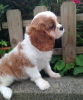 Photo №3. Adorable Cavalier King Charles Puppies for free adoption. Germany