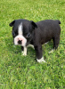 Photo №3. Adorable Boston Terrier Puppies for free adoption. Germany