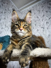 Photo №1. maine coon - for sale in the city of Regensburg | 423$ | Announcement № 97756