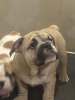 Photo №4. I will sell english bulldog in the city of Belgrade. breeder - price - negotiated