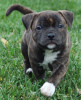 Photo №3. Staffordshire Bull Terrier. Australia