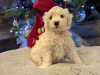 Photo №2 to announcement № 83629 for the sale of maltese dog - buy in United States private announcement