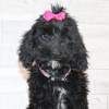 Photo №2 to announcement № 45612 for the sale of labradoodle - buy in United States private announcement
