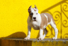 Photo №1. american staffordshire terrier - for sale in the city of Wrocław | 832$ | Announcement № 19822