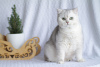 Photo №2 to announcement № 10948 for the sale of british shorthair - buy in Russian Federation from nursery